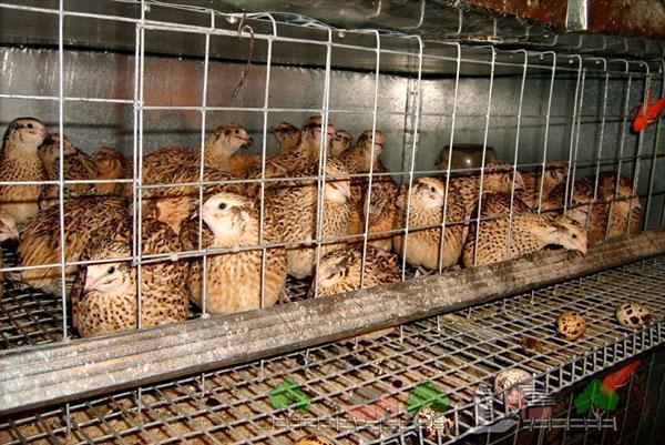 Garder les cailles dans des cages spéciales