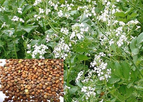 El aceite de rábano no tiene tubérculos, solo flores y semillas.