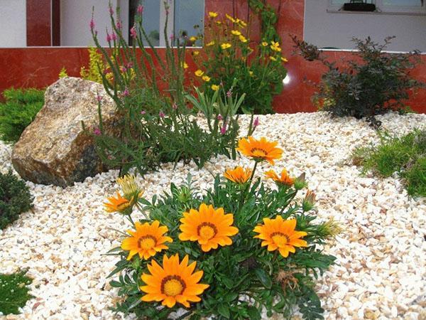 Gazania dans le parterre de fleurs