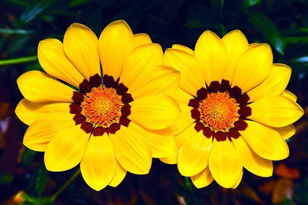 gazania hybride