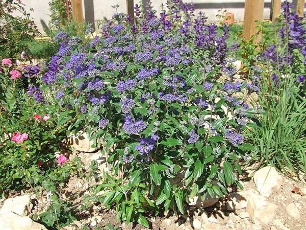 karyopteris luxuriant dans le jardin