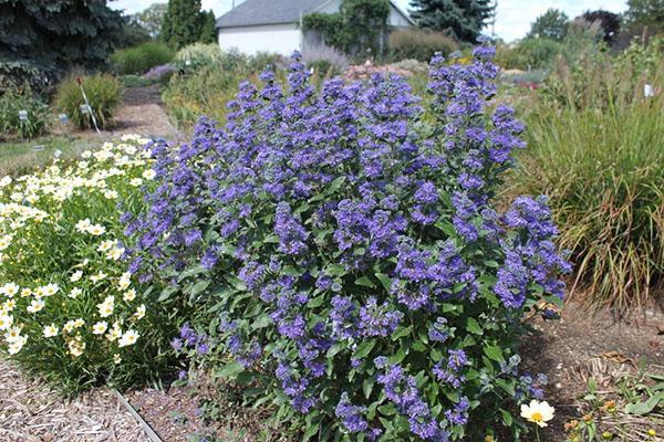 karyopteris et camomille