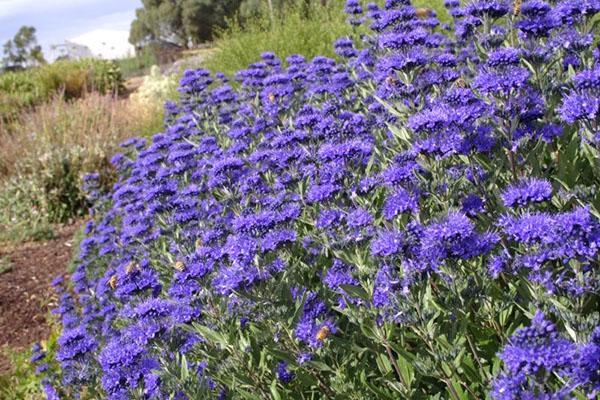 karyopteris dans la nature