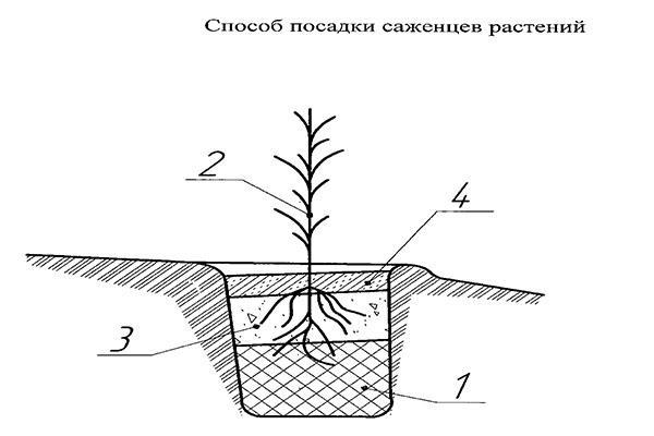 planter un semis