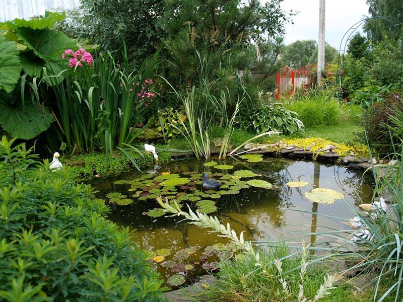 étang dans le jardin anglais