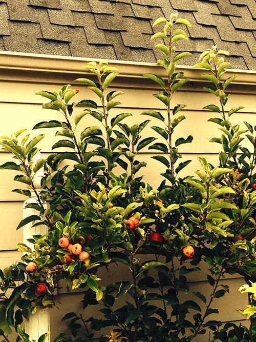 Corona de un árbol joven