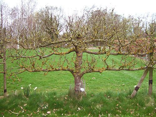 Corona de un árbol viejo