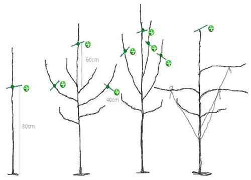 Formación de la copa de un árbol joven.