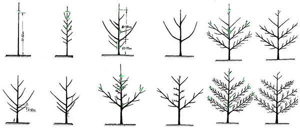 Formación de corona durante la plantación de espaldera