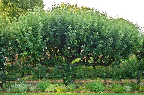 Rejuvenecimiento de la copa de un árbol viejo.