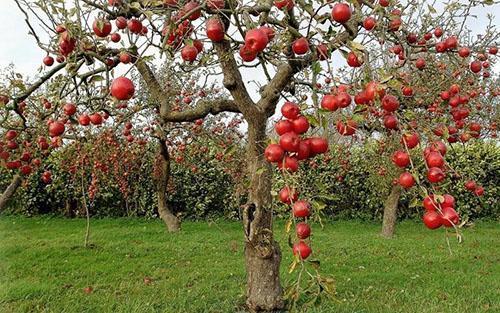 Maduración simultánea de manzanas.