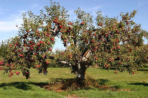 Buena cosecha de manzanas