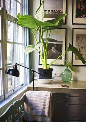 Alocasia au bureau