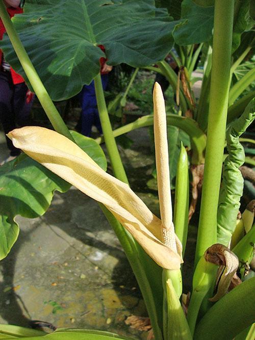 Alocasia dans la serre du Jardin d'hiver