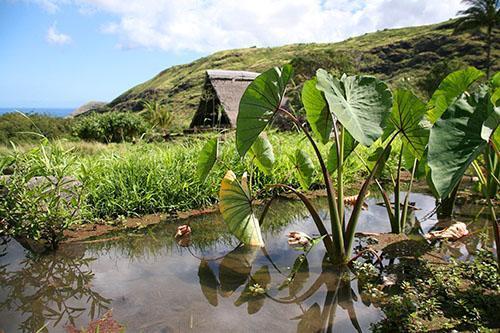 Alocasia à l'état sauvage