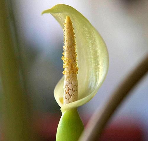 Inflorescence d'alocasia