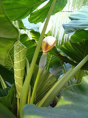 Alocasia fleurit à la maison