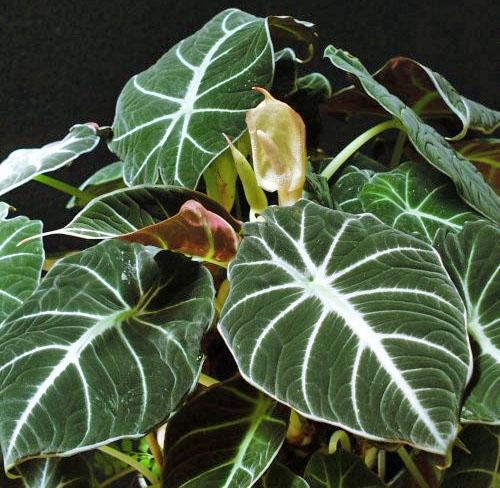 La fleur d'Alocasia prend beaucoup de nutrition et d'humidité