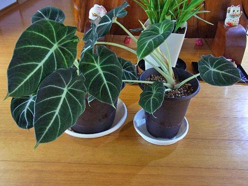 Les feuilles d'Alocasia doivent être périodiquement essuyées avec un chiffon humide