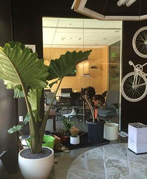 Alocasia à l'intérieur de la pièce