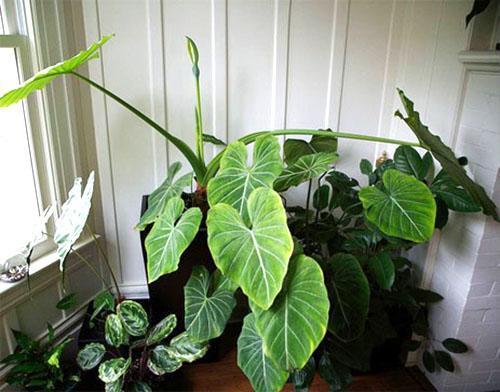 La reproduction de l'alocasia est réalisée par la méthode des enfants jigging