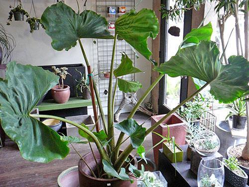 Alocasia dans la maison améliore l'état général des résidents