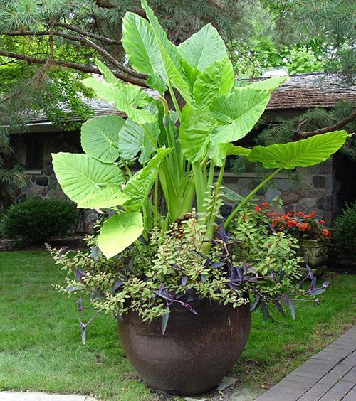 Alocasia indoor en été sur le site