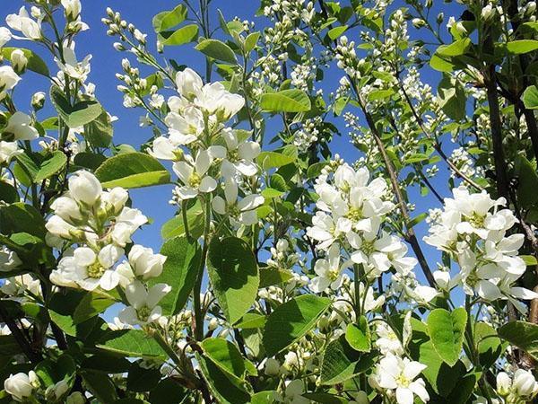 floraison irgi canadensis