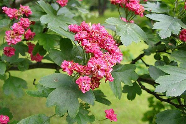 aubépine décorative en fleurs