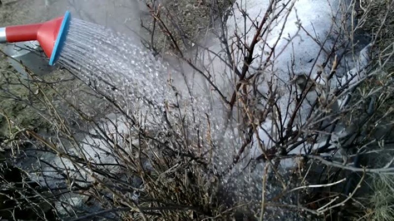 Procesamiento de grosellas con agua hirviendo de una garrapata.