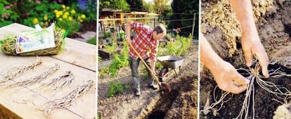 planter des légumes d'asperges