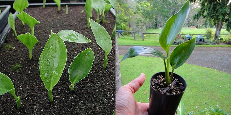 repiquage des semis de strelitzia