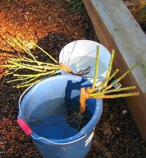 Façons de transplanter des roses en automne