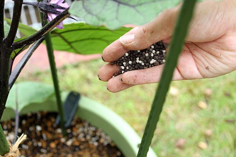 alimentation aubergine