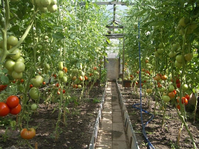 Cuidando tomates Samara en invernadero.