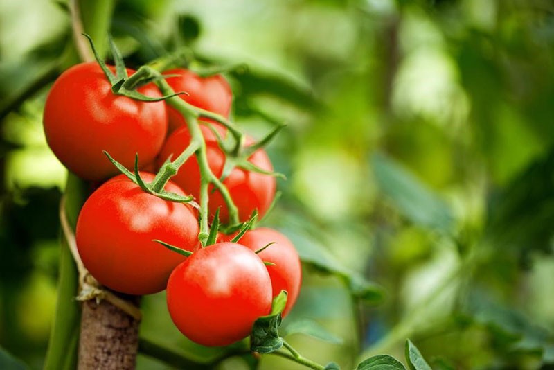 variedad de tomate de alto rendimiento