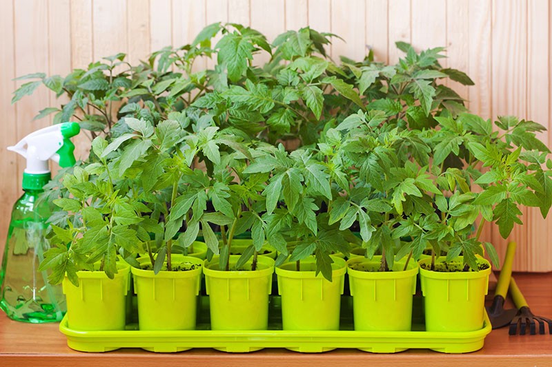 Cultivo de plántulas de tomate de la variedad samara.