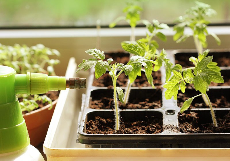 cuidado de plántulas de tomate