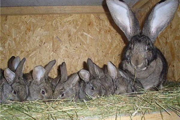 femelle avec des lapins