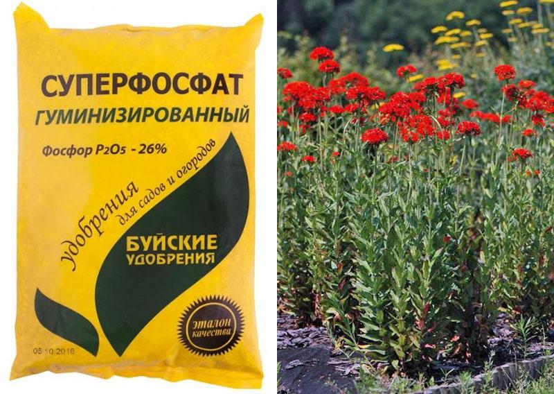 engrais pour la culture des lychnis