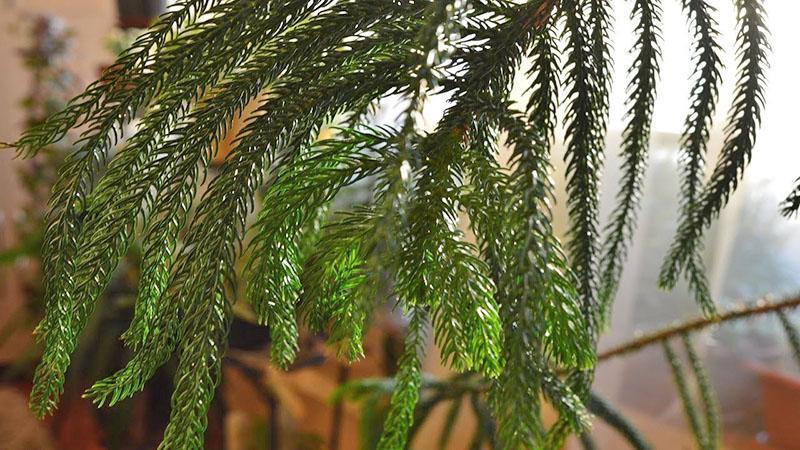 régime de température pour araucaria