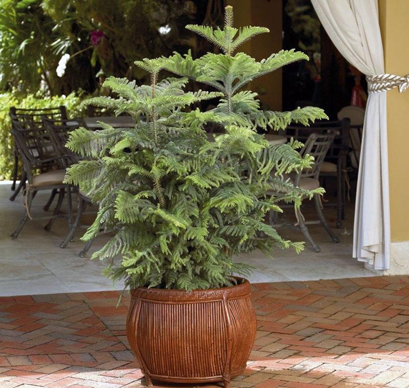 araucaria en été sur la terrasse