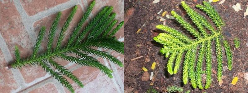 boutures d'enracinement d'araucaria