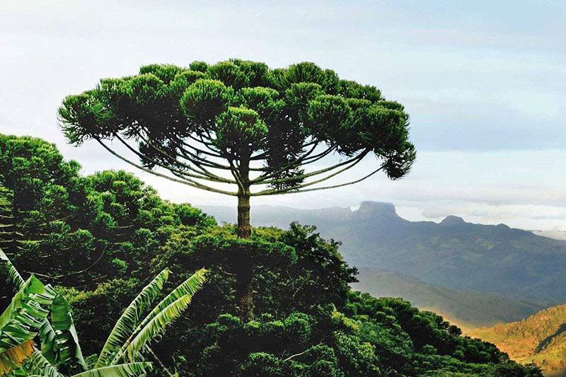 araucaria à l'état sauvage