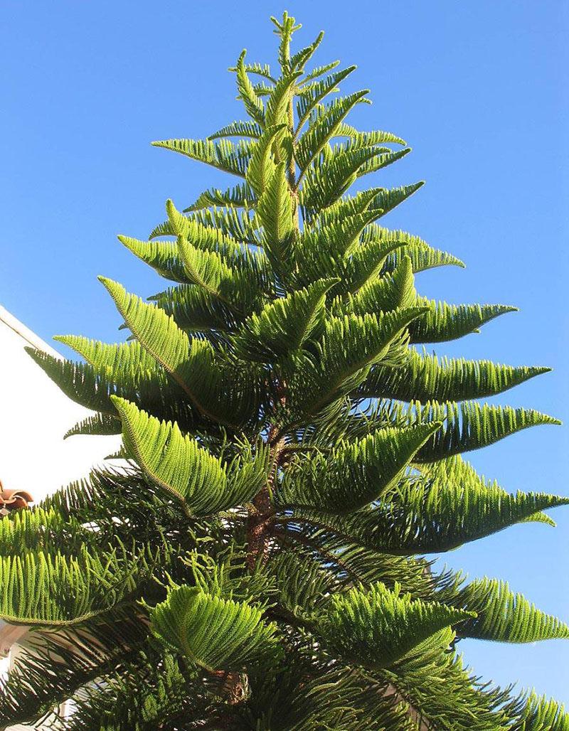 araucaria chilien