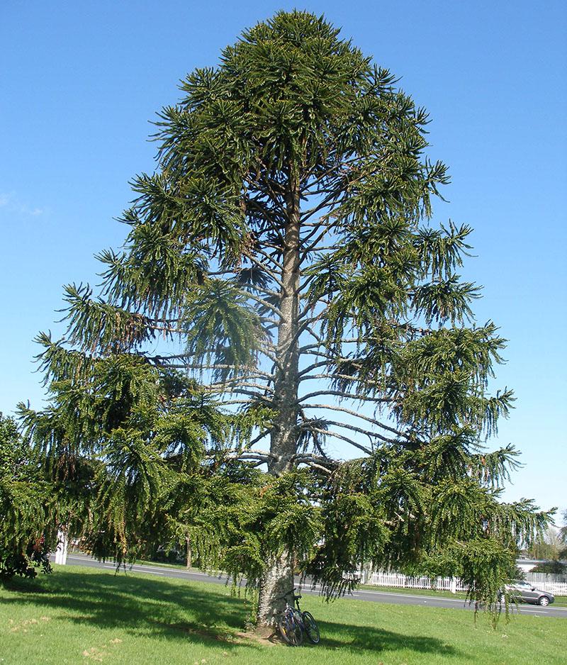 araucaria budvilla