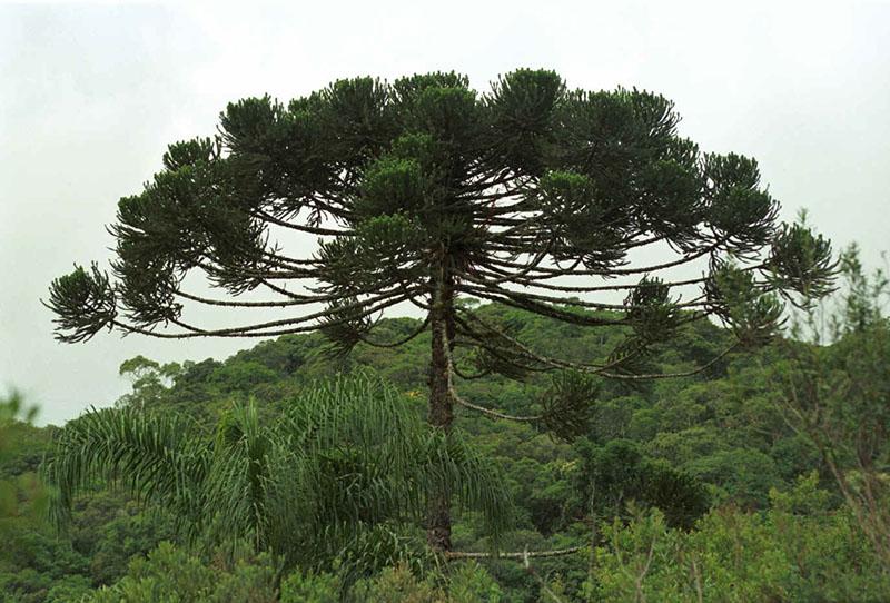 araucaria brésilienne