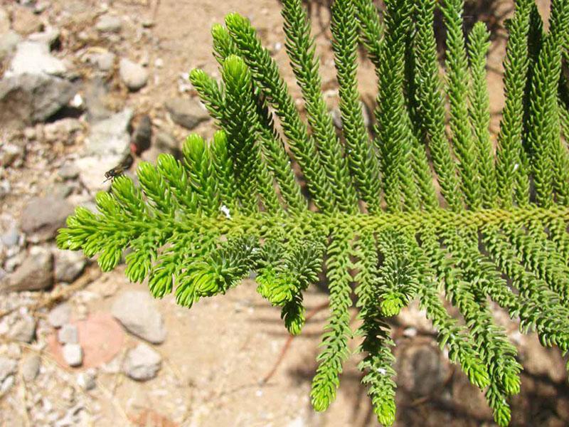 araucaria hétérophylla