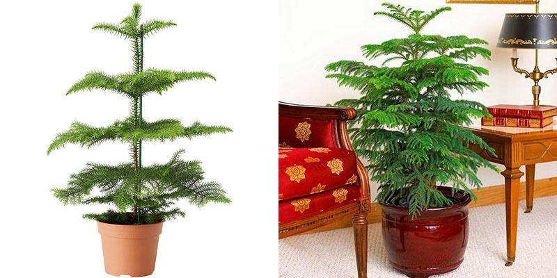 soins à domicile pour araucaria