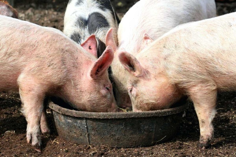 cuántas veces al día alimentar a los lechones